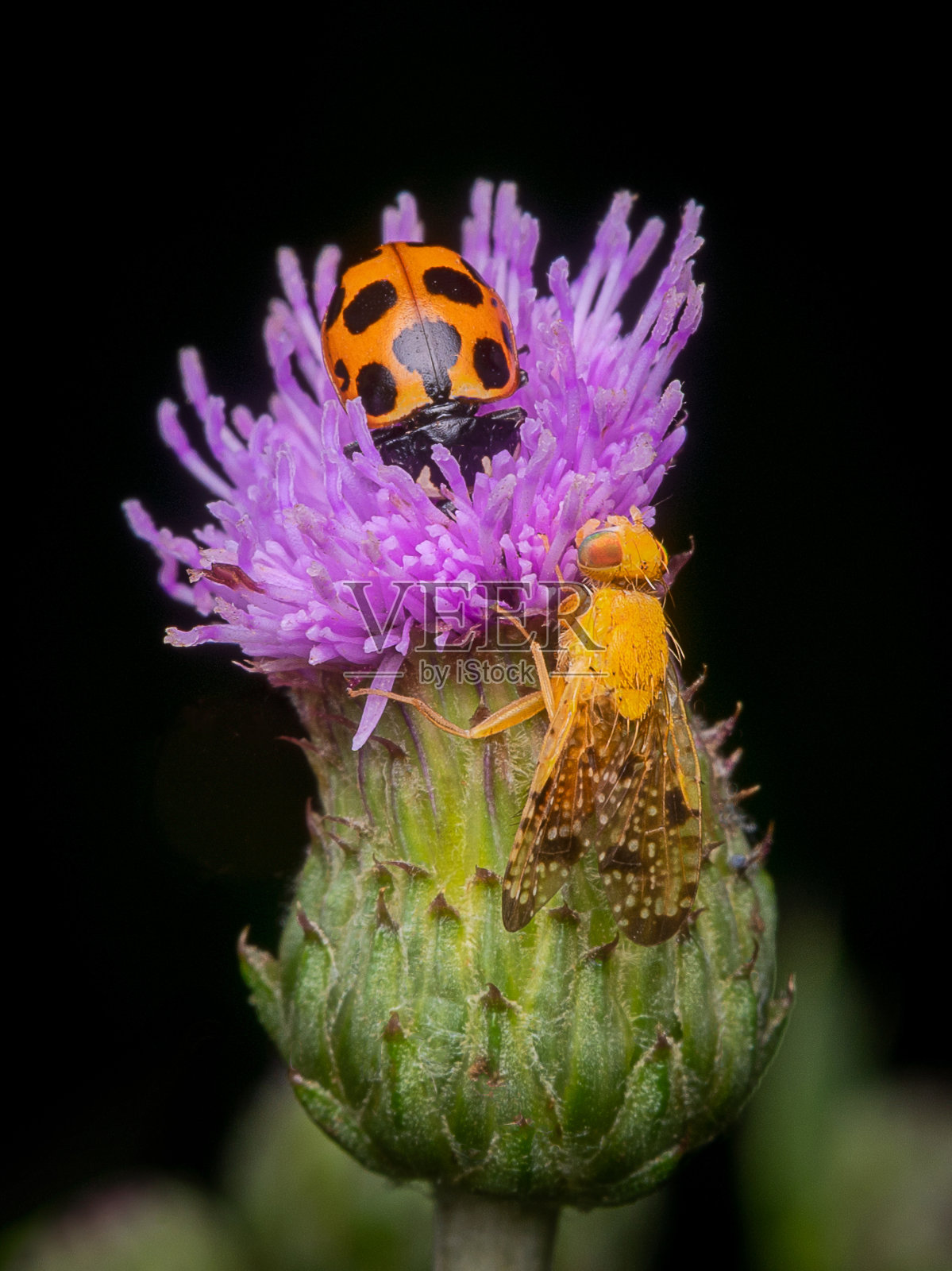 自然交融照片摄影图片