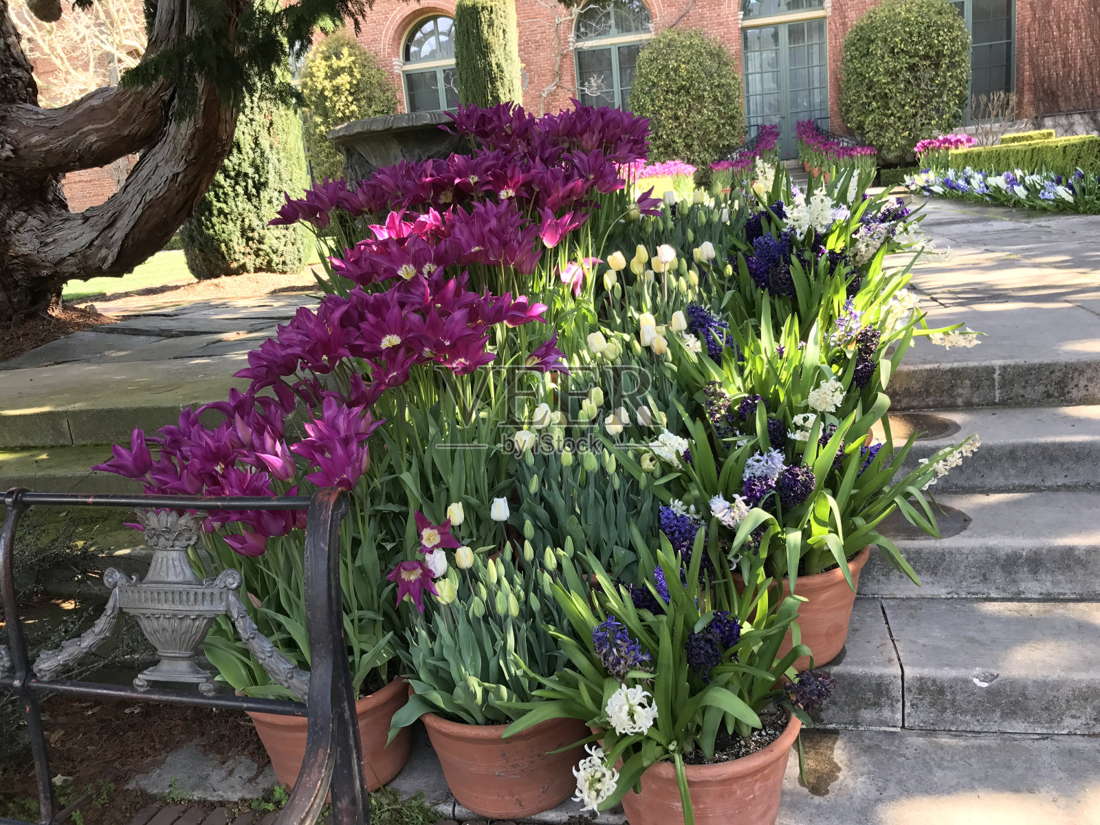 公园里的桂花芬芳照片摄影图片