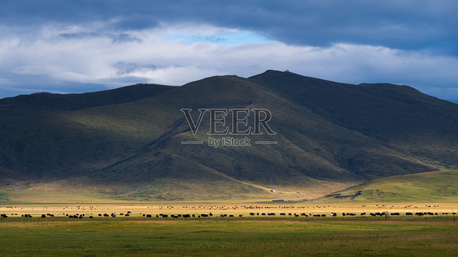 四川阿坝州红原县草原风光照片摄影图片