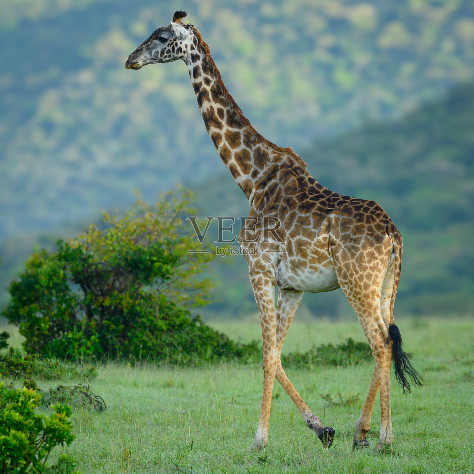 长颈鹿在寻找食物照片摄影图片