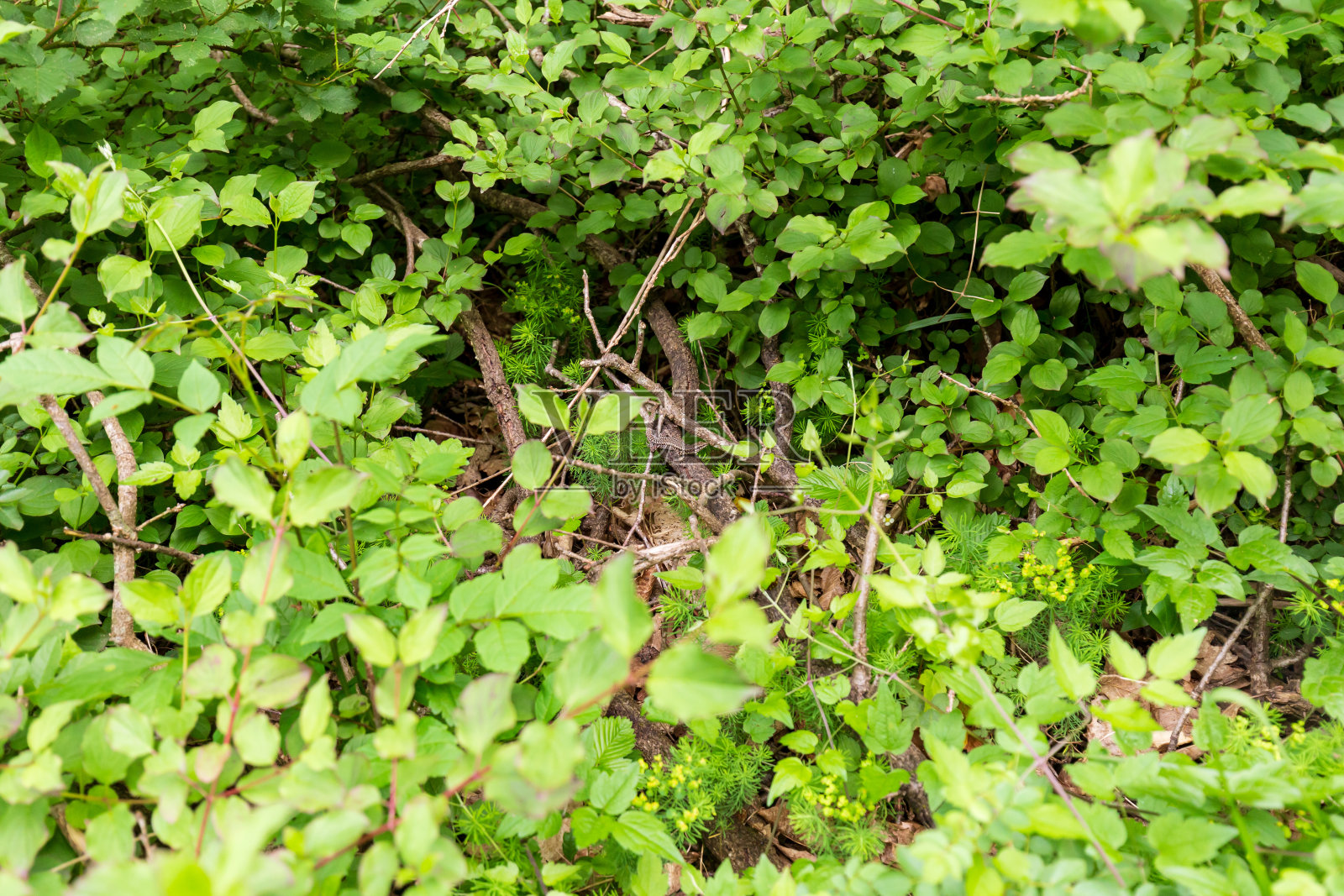 蜥蜴伪装在浓密树叶中的树干上照片摄影图片