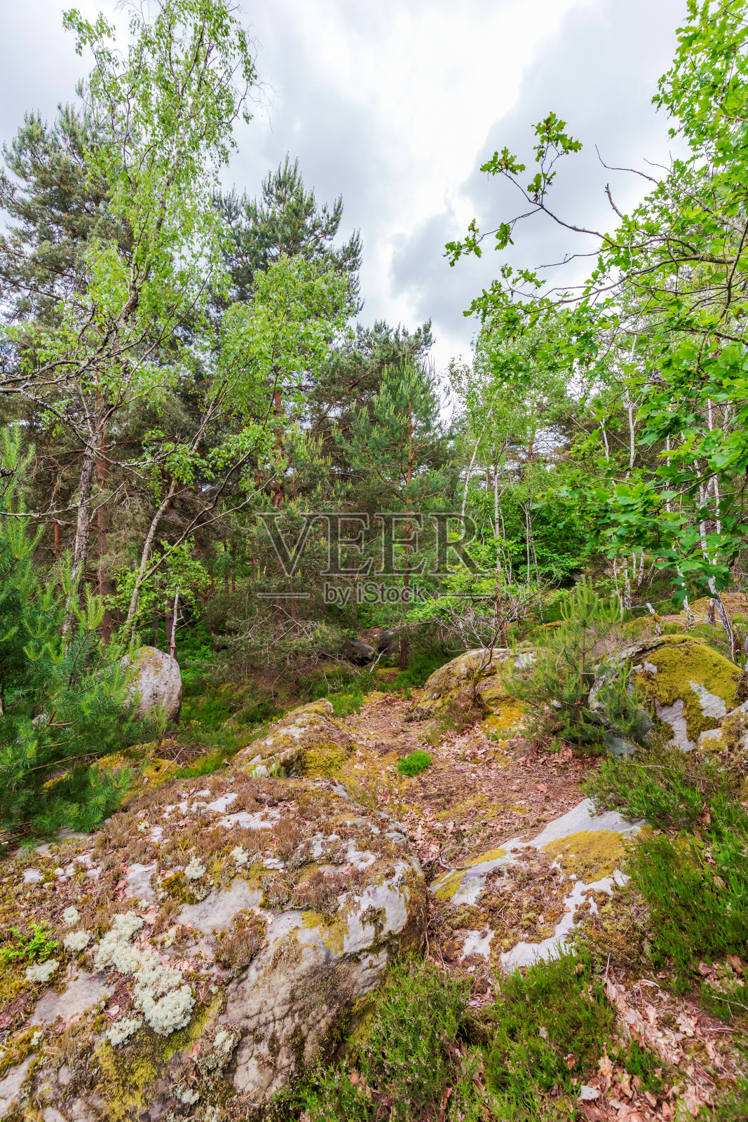 松树和桦树混交林照片摄影图片