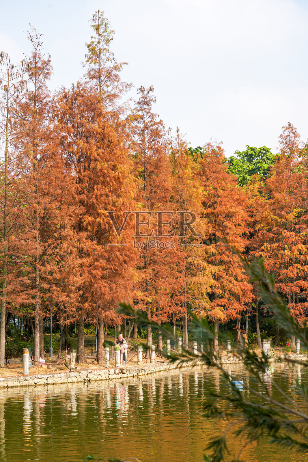 夏日公园里树木泛黄的叶子照片摄影图片