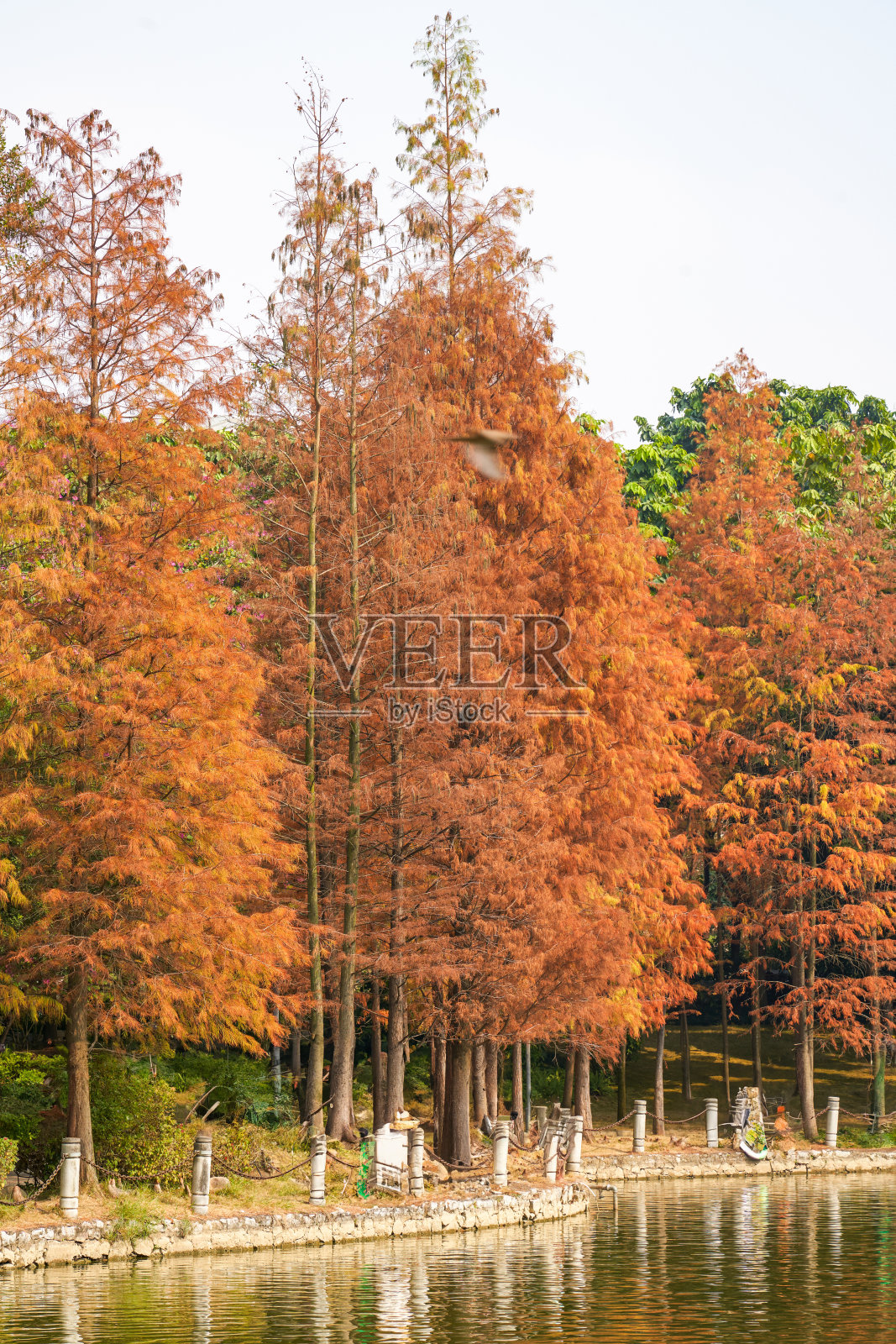 夏日公园里树木泛黄的叶子照片摄影图片