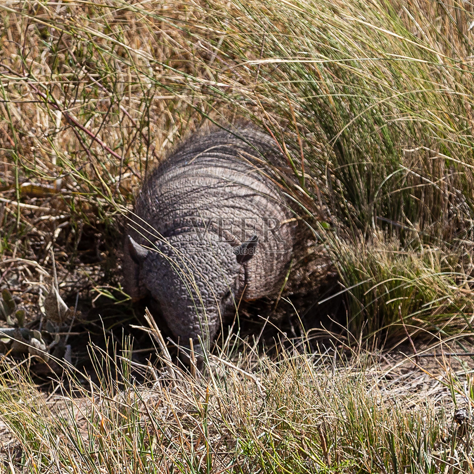 犰狳照片摄影图片