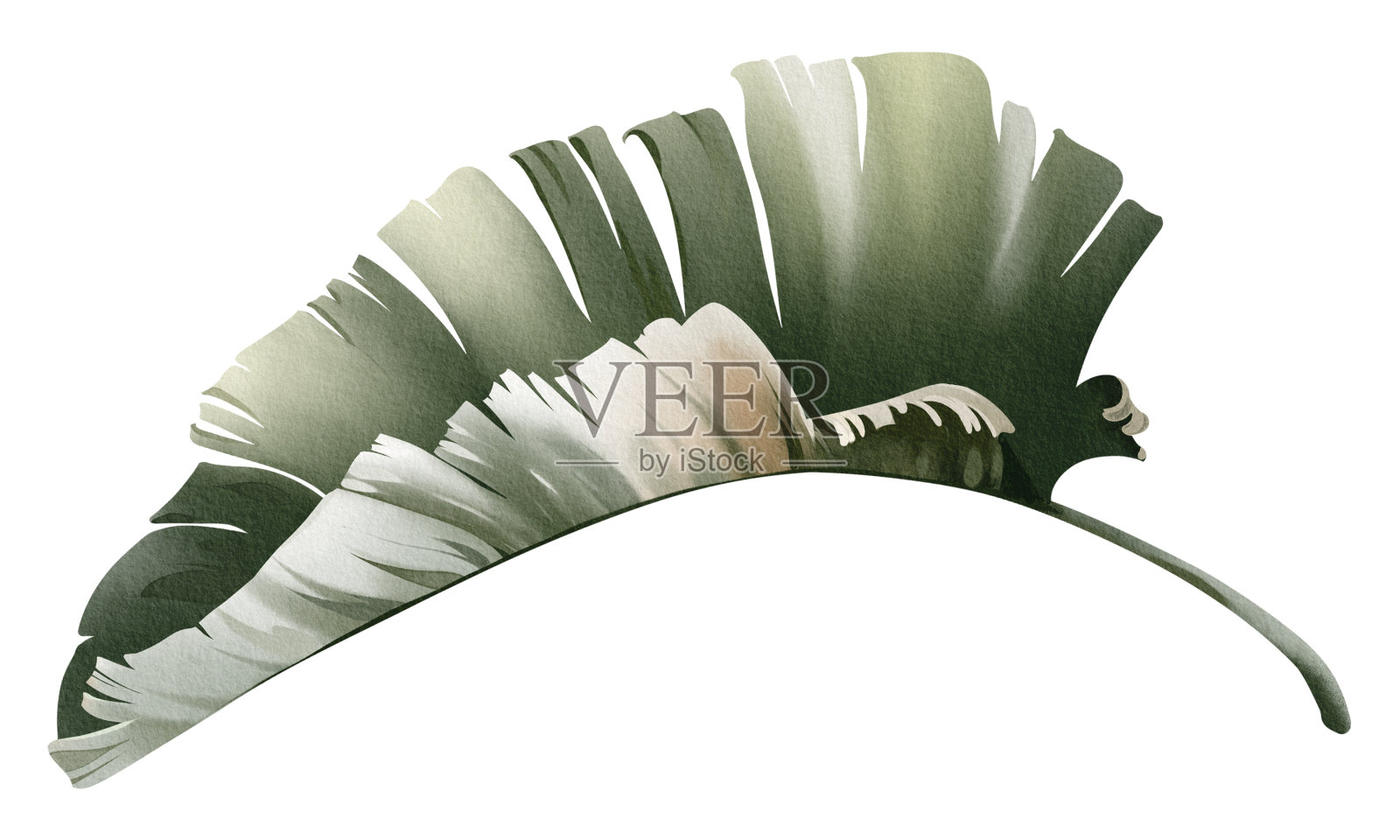 水彩插画香蕉叶近距离插画图片素材