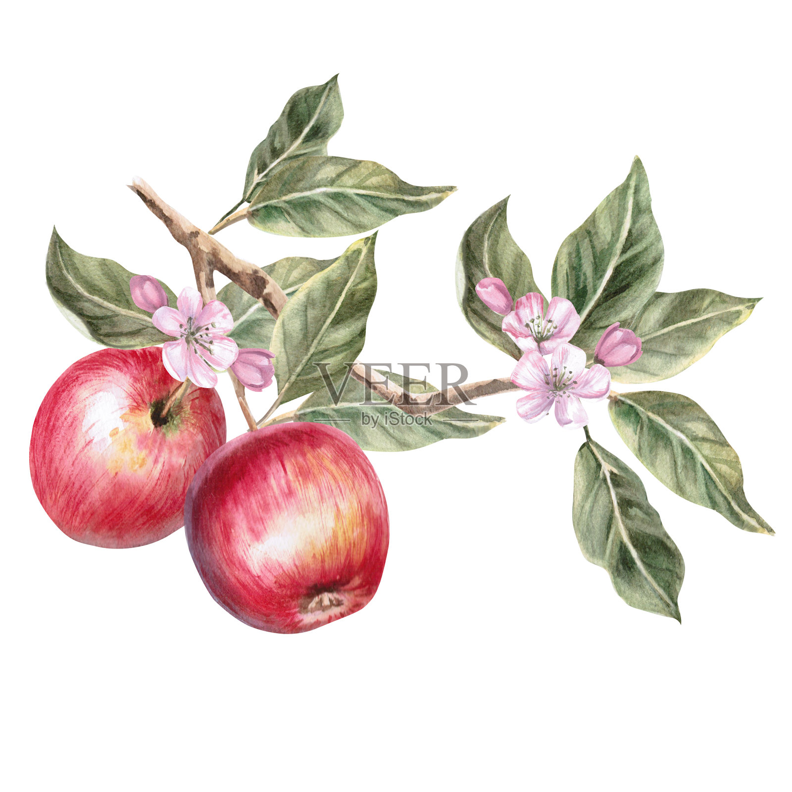 盛开的树枝与多汁的红苹果在孤立的水彩画插图。为有机食品水果设计、海报、布艺印刷、包装、秋收插图插画图片素材