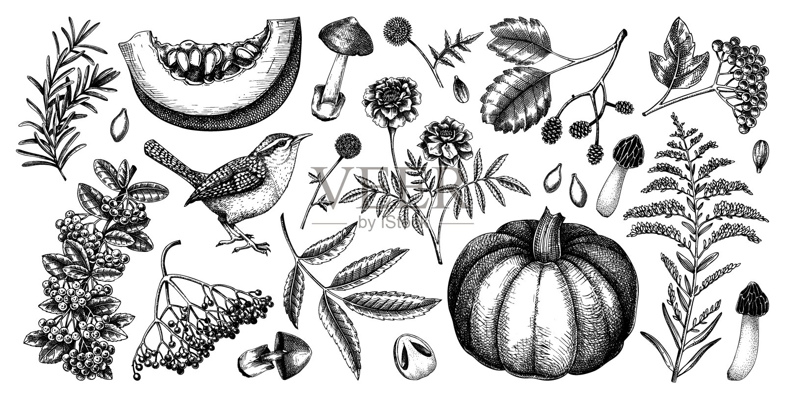 手绘秋季植物集插画图片素材