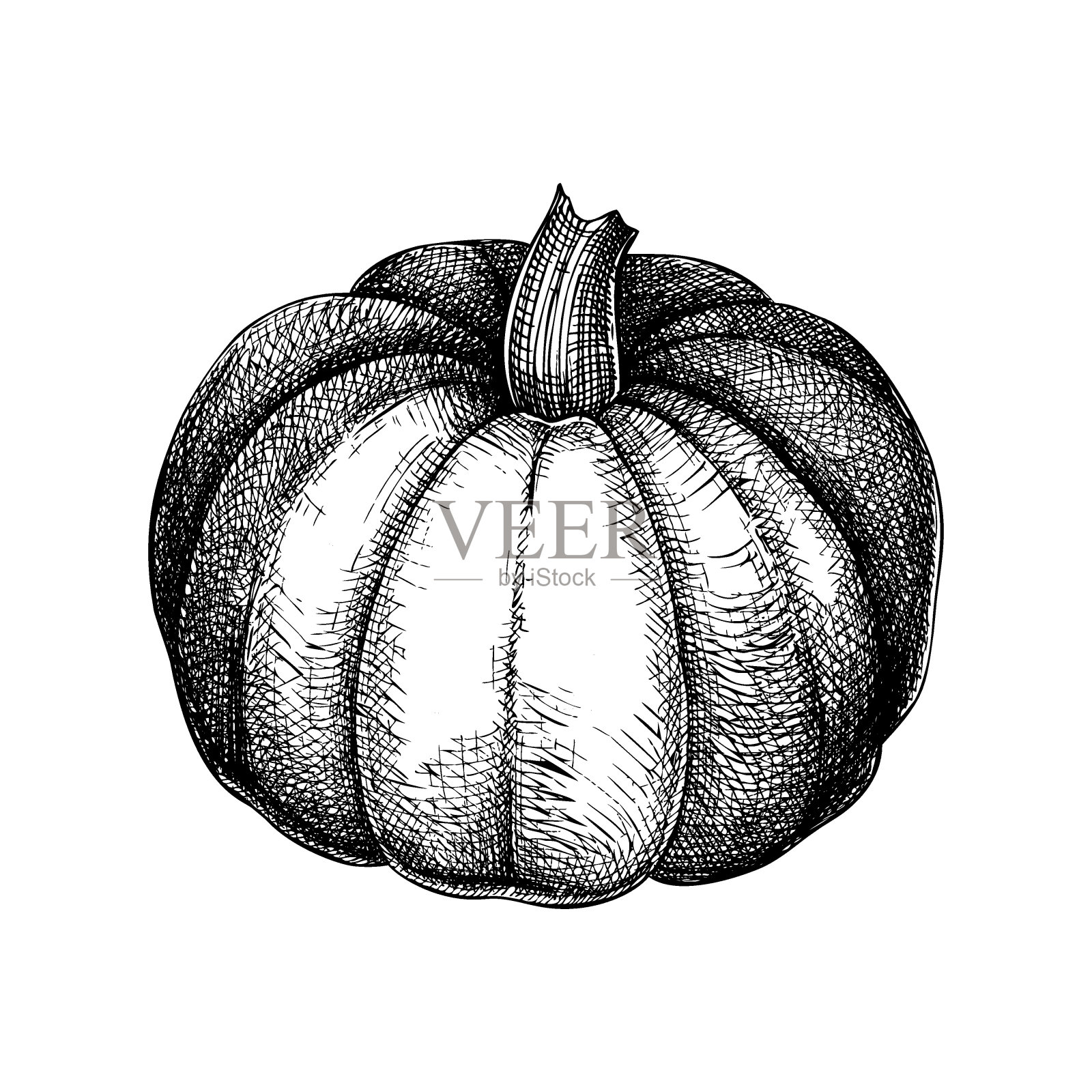 手绘南瓜草图插画图片素材