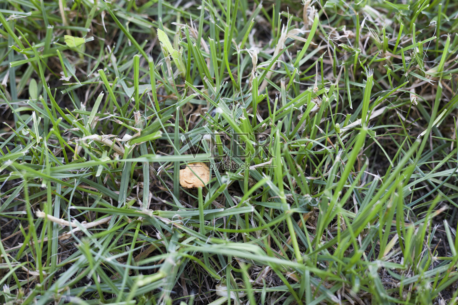 草坪上的蘑菇照片摄影图片