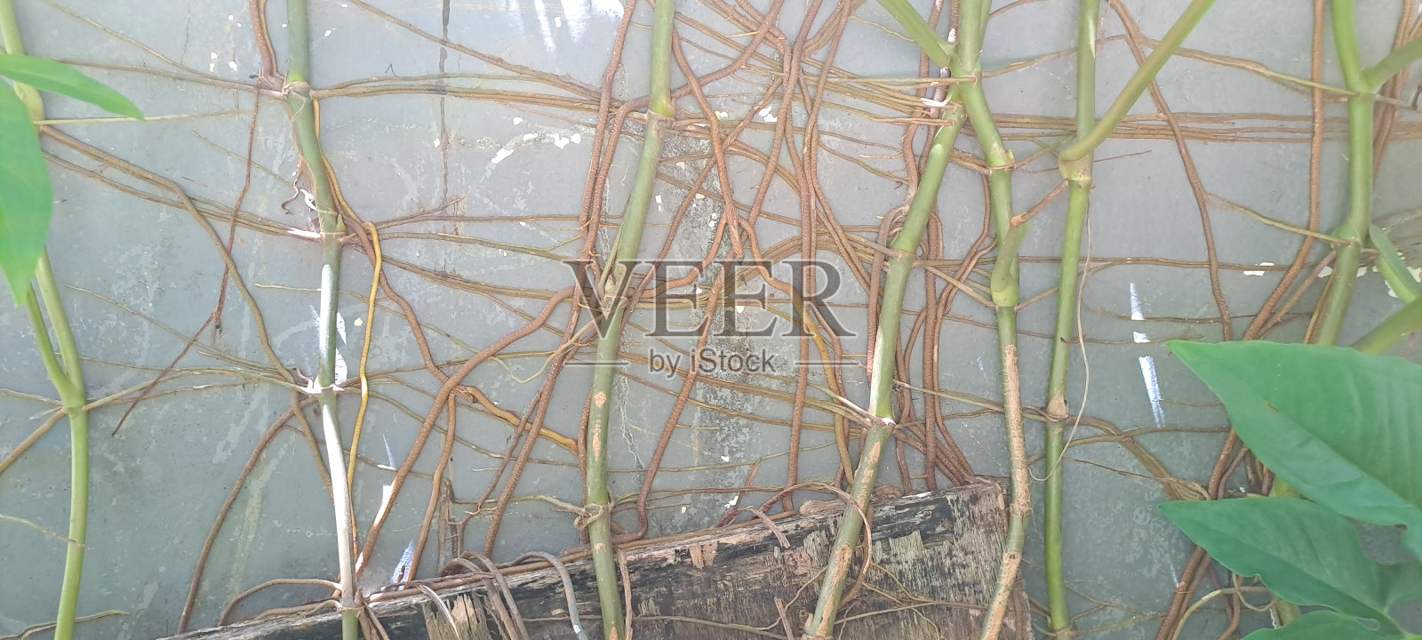 一种纹理，看起来像一堵由树根交织而成的墙照片摄影图片