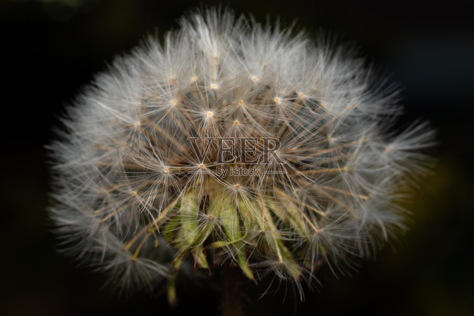 蒲公英头的特写照片摄影图片