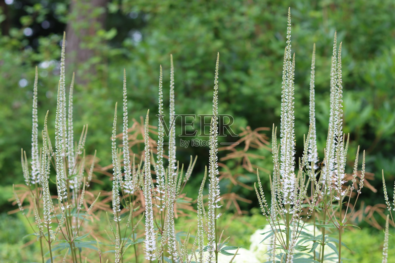 花园中的白色维罗汉花或卡尔弗根花照片摄影图片