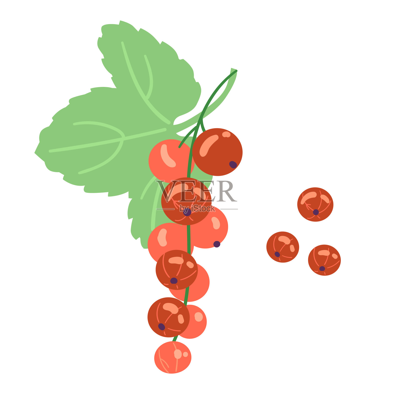 红加仑与叶矢量插图孤立的白色。插画图片素材