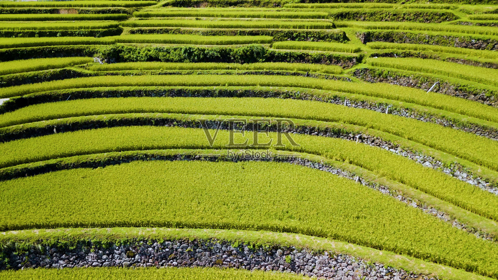 日本“梯田”风光照片摄影图片