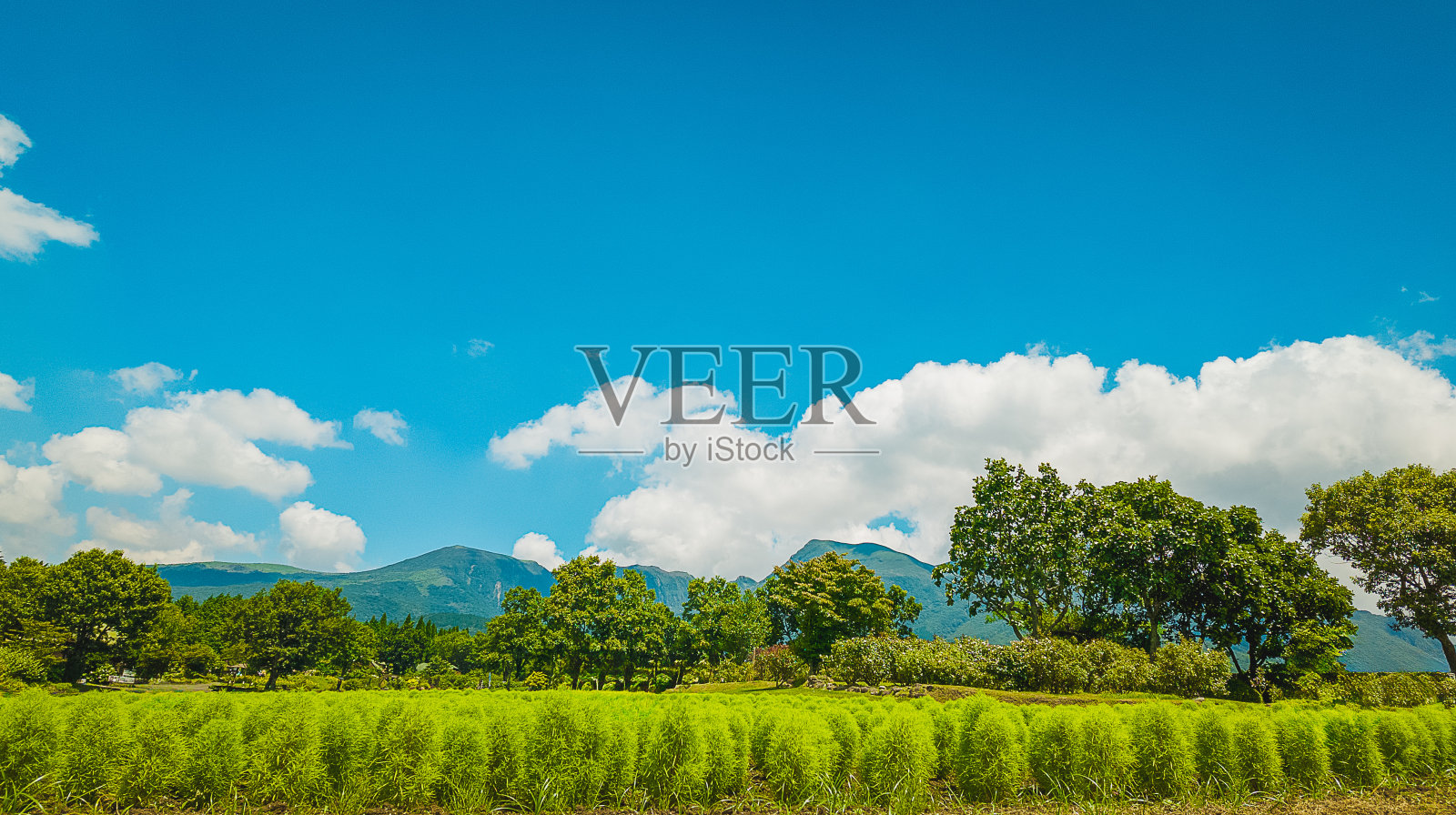 日式花园照片摄影图片