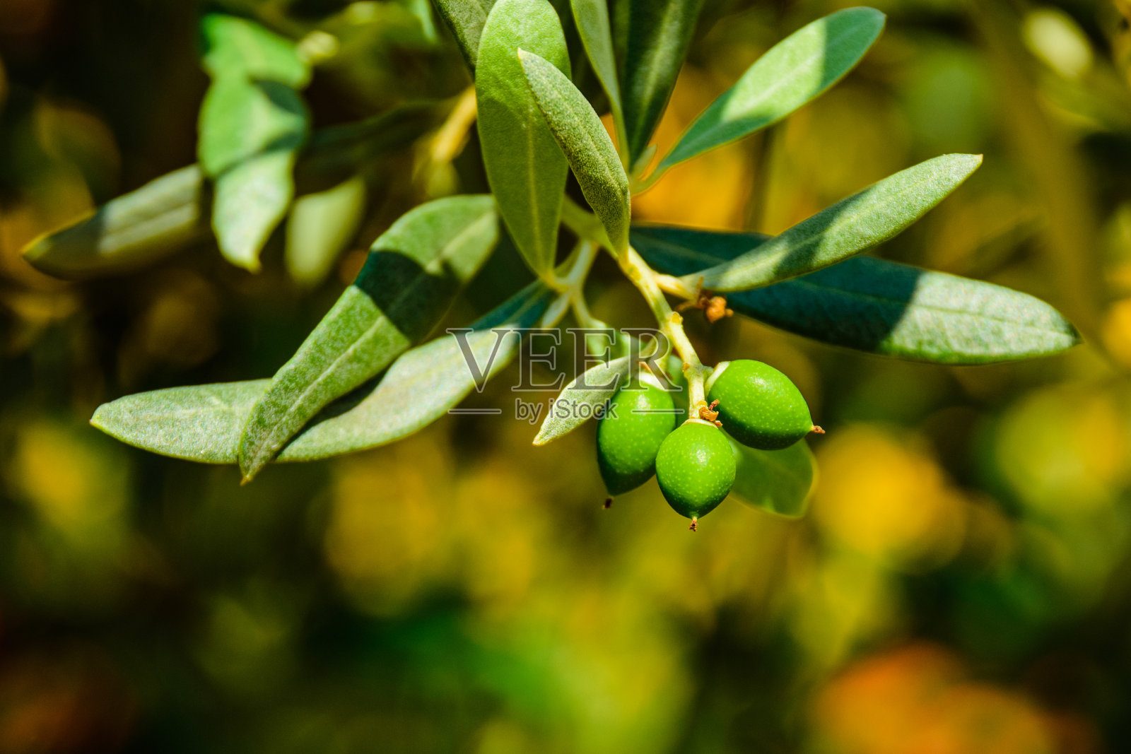 花园里树上的绿橄榄果实照片摄影图片