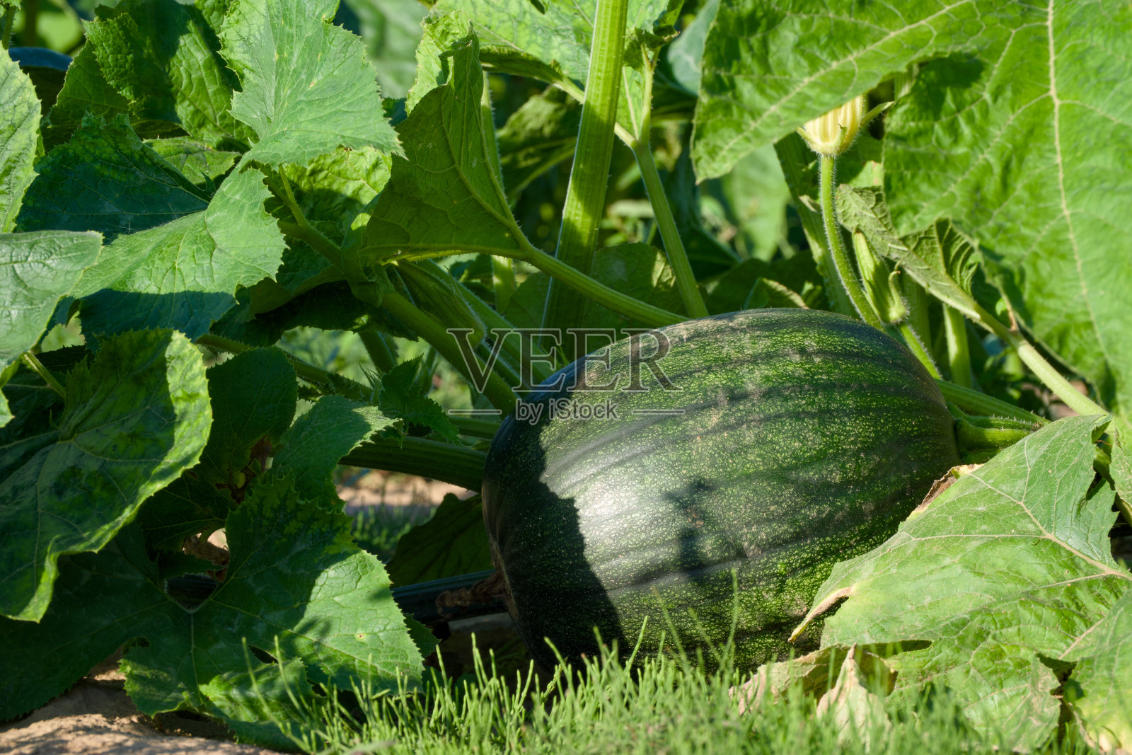成熟的西瓜照片摄影图片