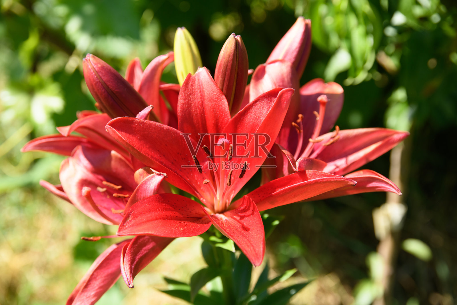 夏季花坛上盛开的红百合(百合)照片摄影图片