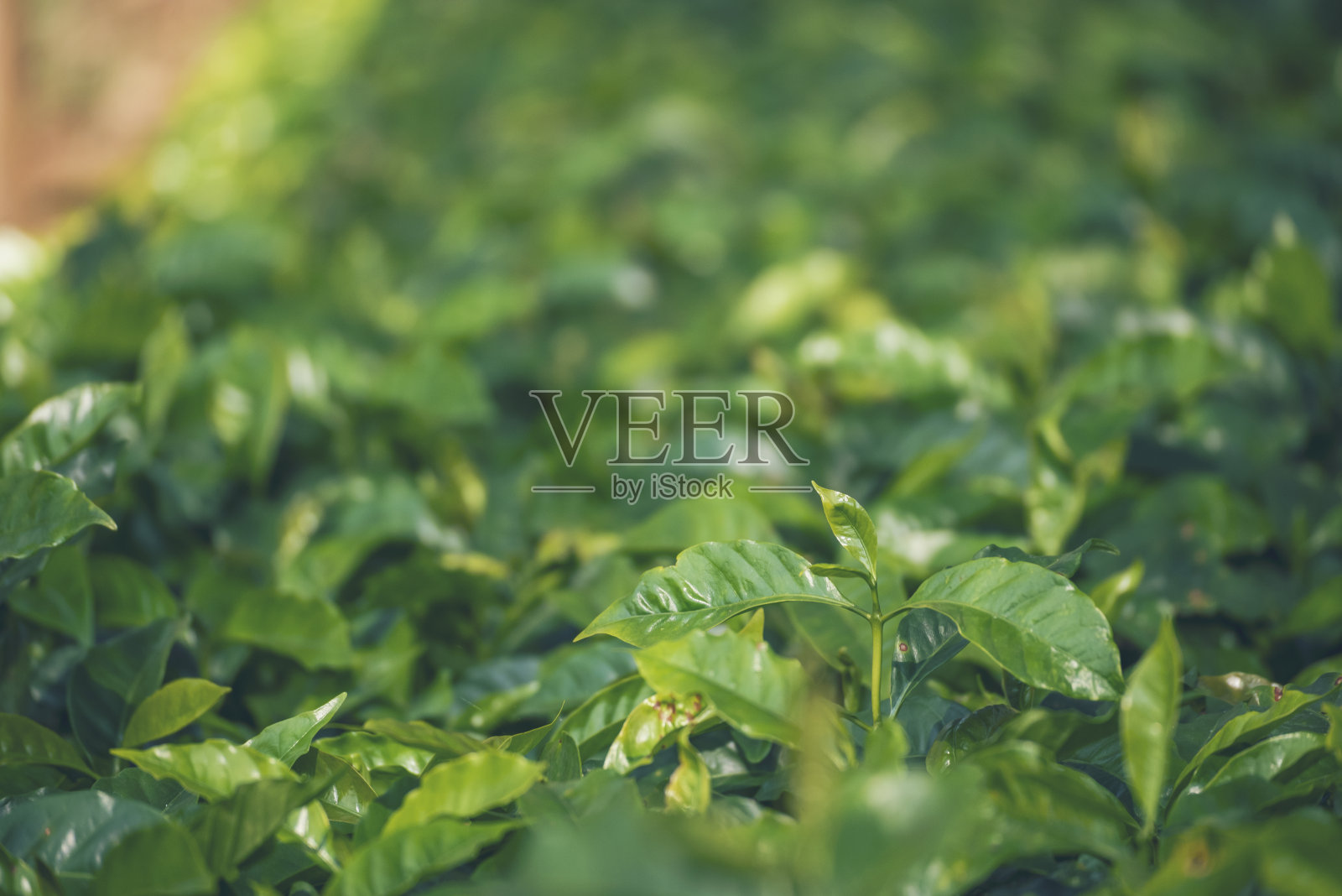 Banner农业绿咖啡树种植果豆植物。咖啡树农场生长在生态有机花园里。全景新鲜咖啡豆绿叶灌木浆果植物阿拉比卡花园与复制空间照片摄影图片