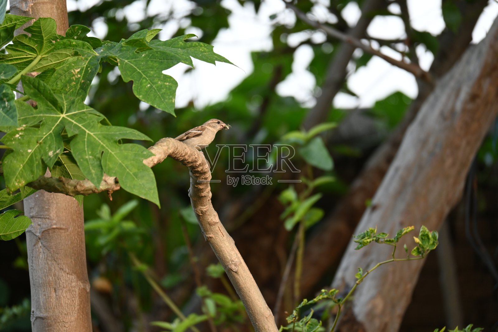 麻雀。照片摄影图片