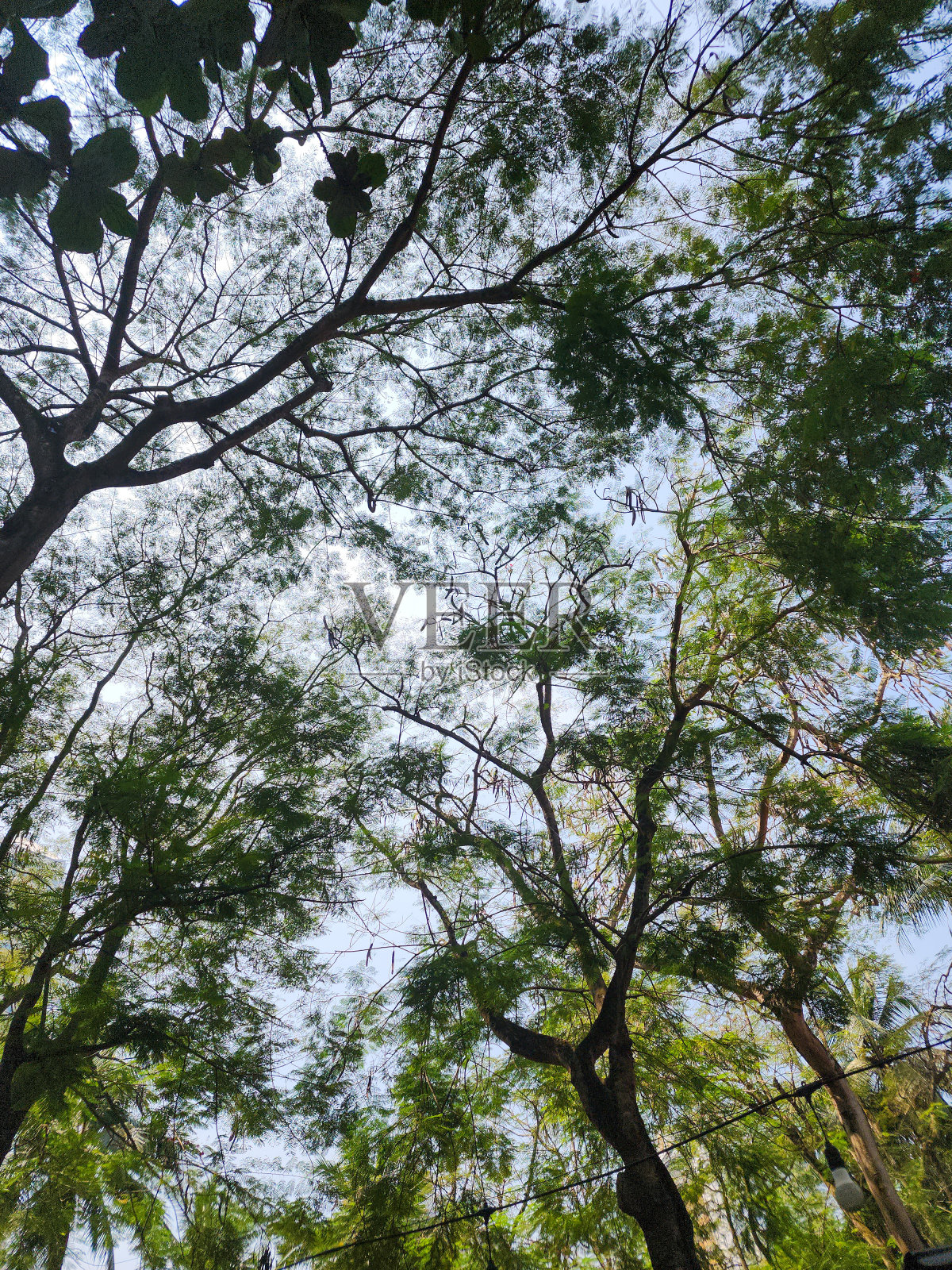 绿叶映衬着蓝天的背景。文本的复制空间。自然景观背景照片摄影图片