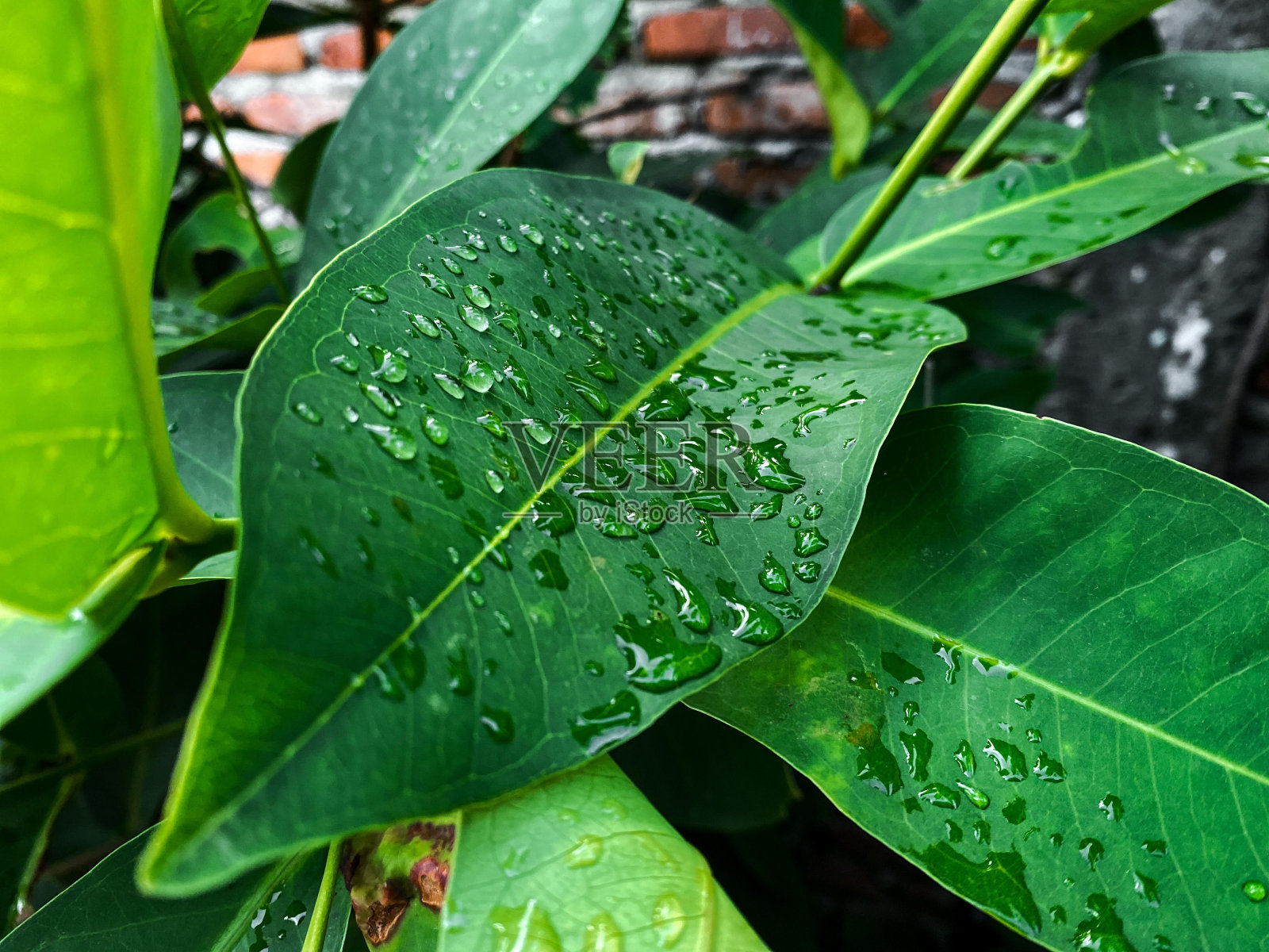 绿叶上有露珠照片摄影图片