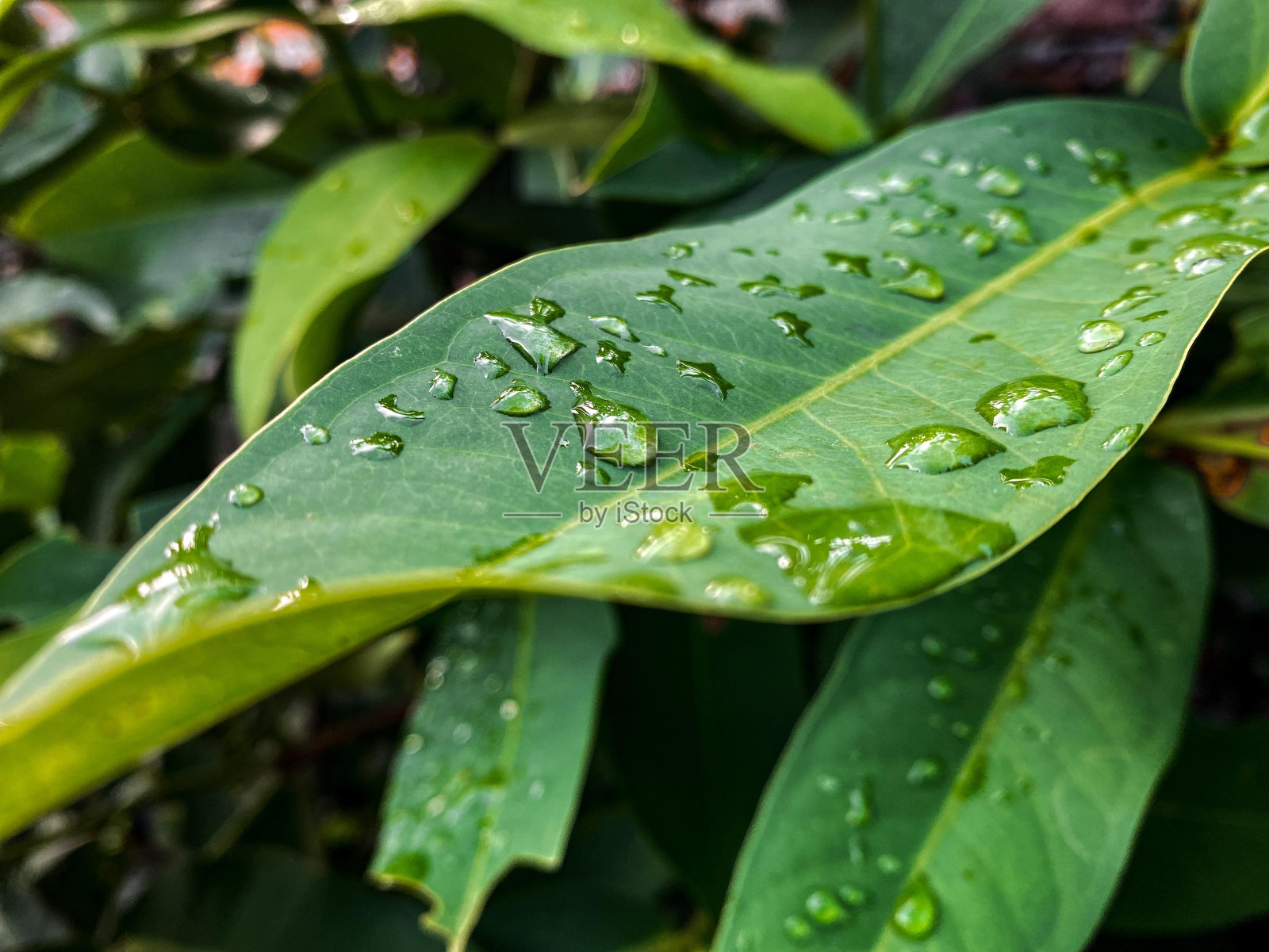 绿叶上有露珠照片摄影图片