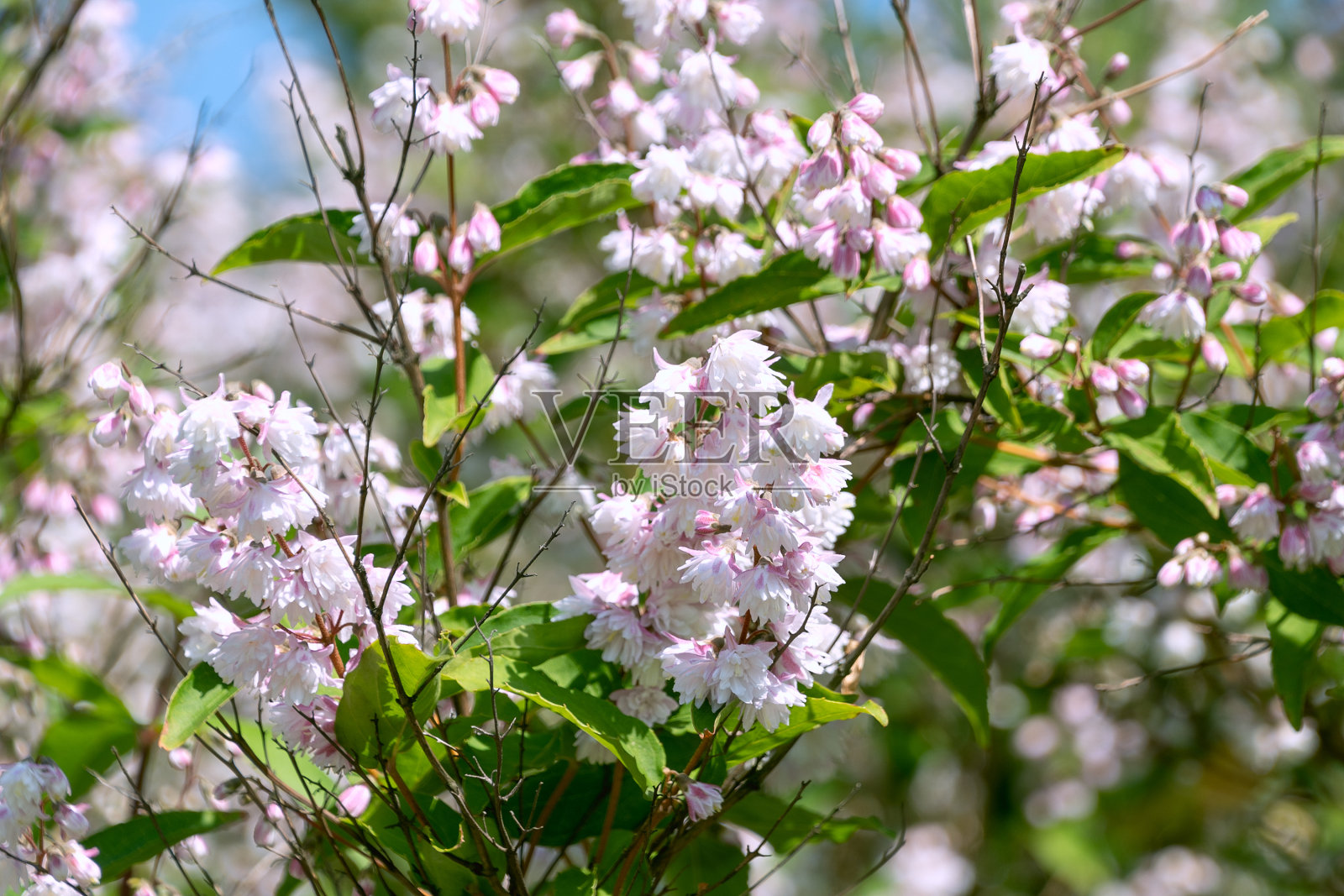 美丽的白色杜鹃花。照片摄影图片