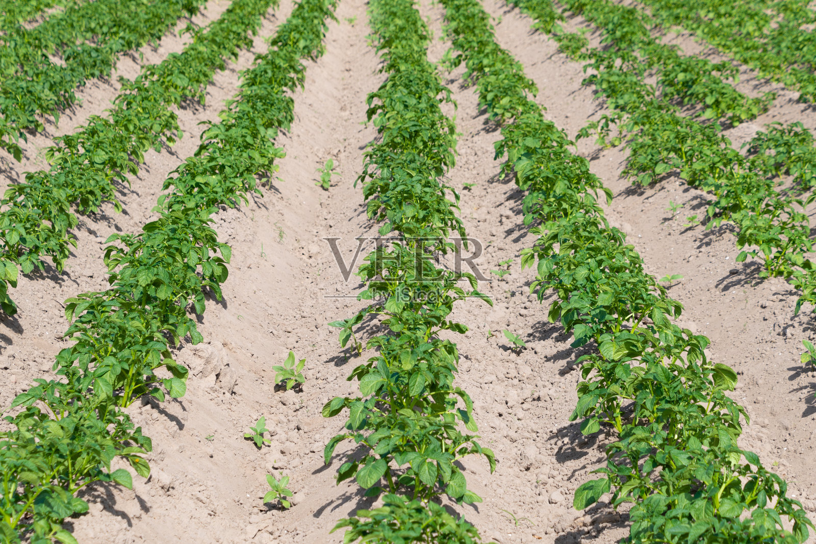 地里长着的土豆。茄属植物tuberosum。照片摄影图片