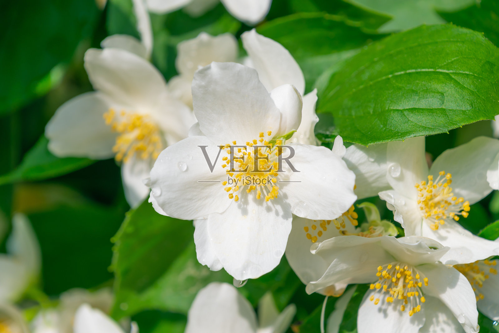 花香的白花。春天开花。照片摄影图片