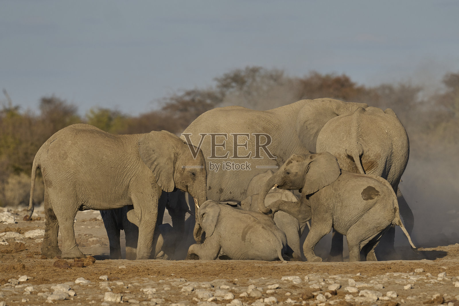 大象浴照片摄影图片