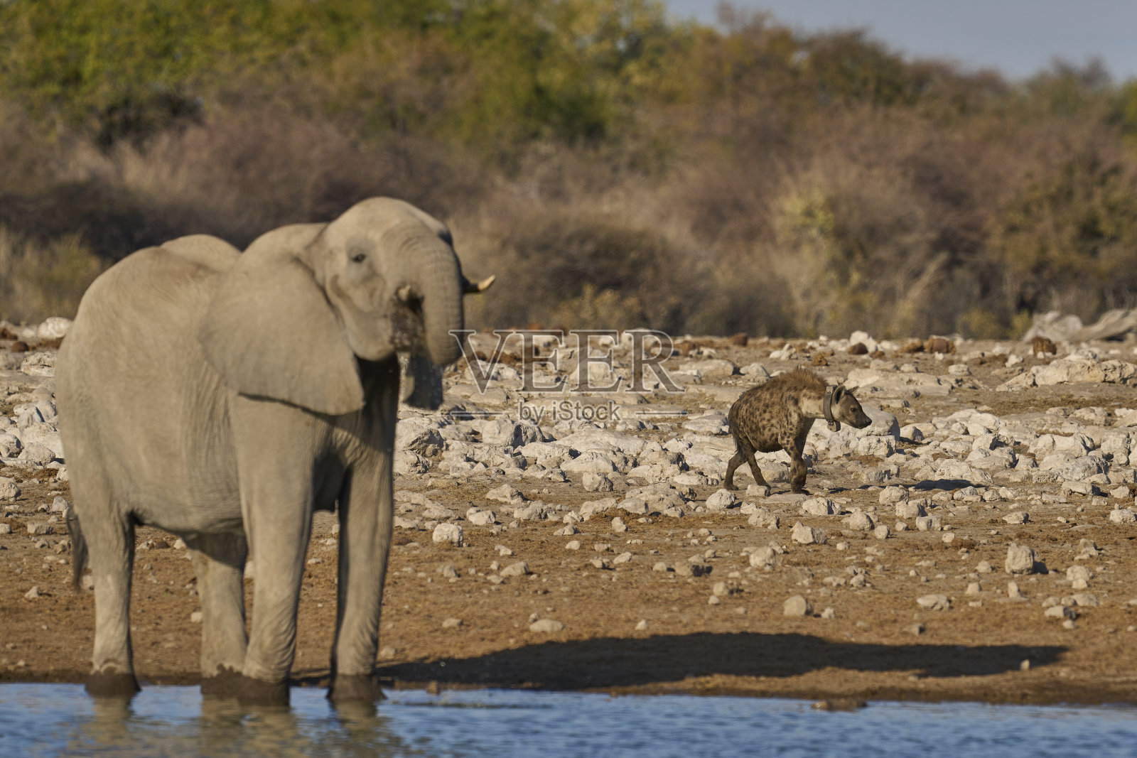 公非洲象饮酒照片摄影图片