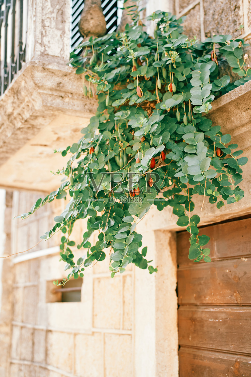 一座古老的石屋的阳台上挂着红色的水果和绿色的caparis照片摄影图片