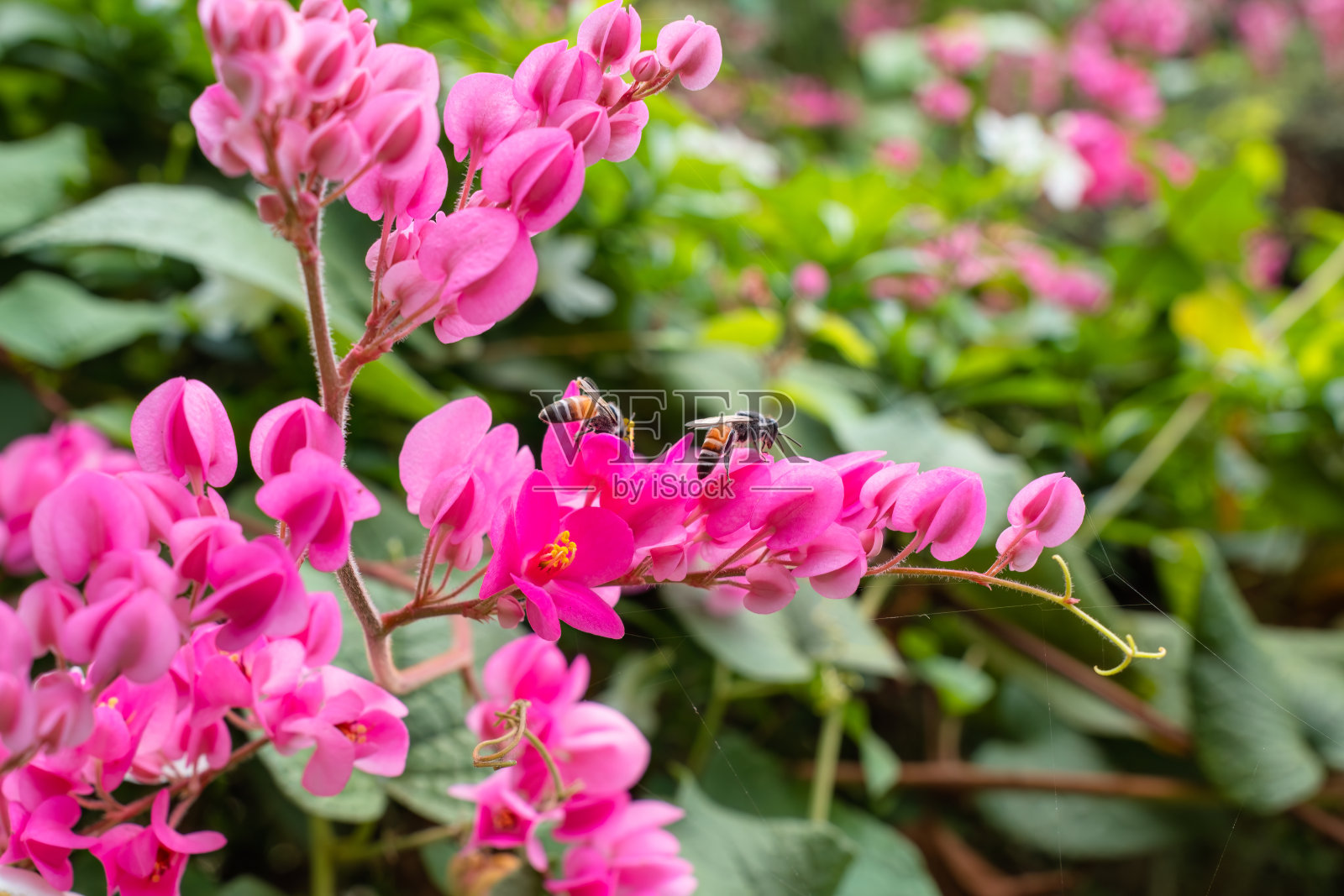 蜜蜂在花园里的粉色花朵上授粉照片摄影图片