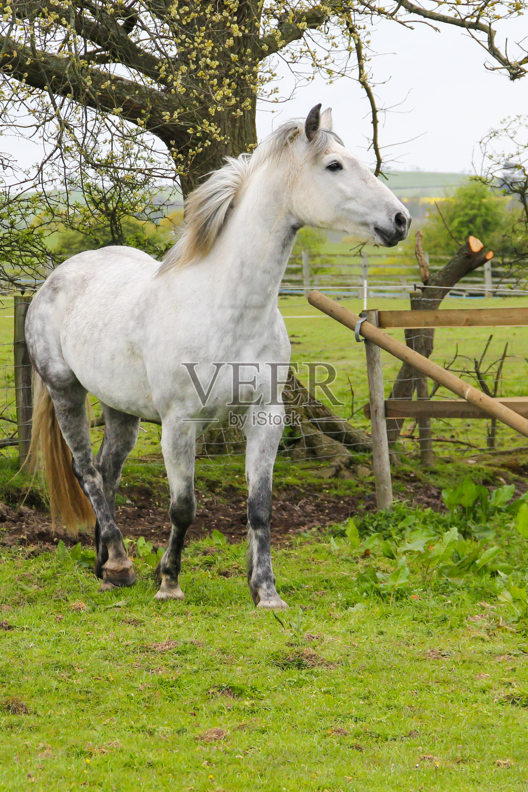 美丽的斑纹灰马站在乡下什罗普郡的田野里，看着远处，她享受着户外的自由。照片摄影图片