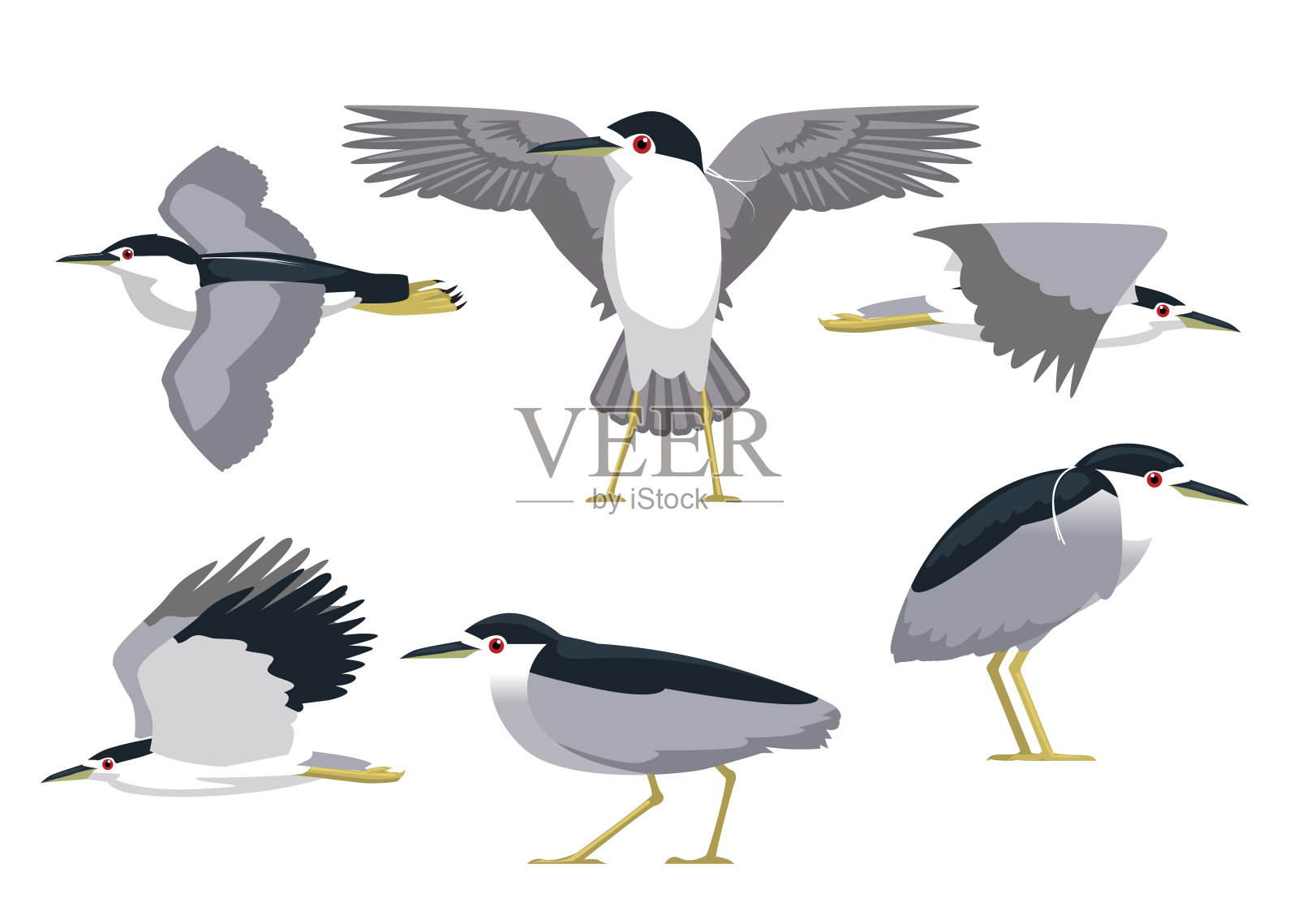 夜鹭各种姿势的卡通矢量插图孤立的字符插画图片素材