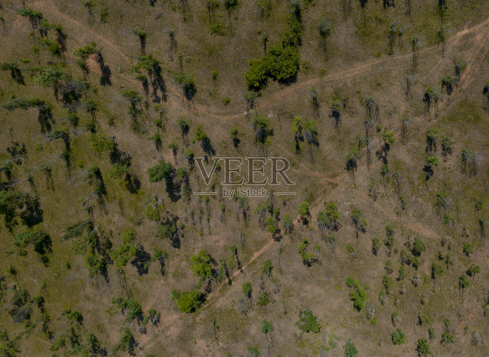 生长在沙地上的树木的抽象照片照片摄影图片