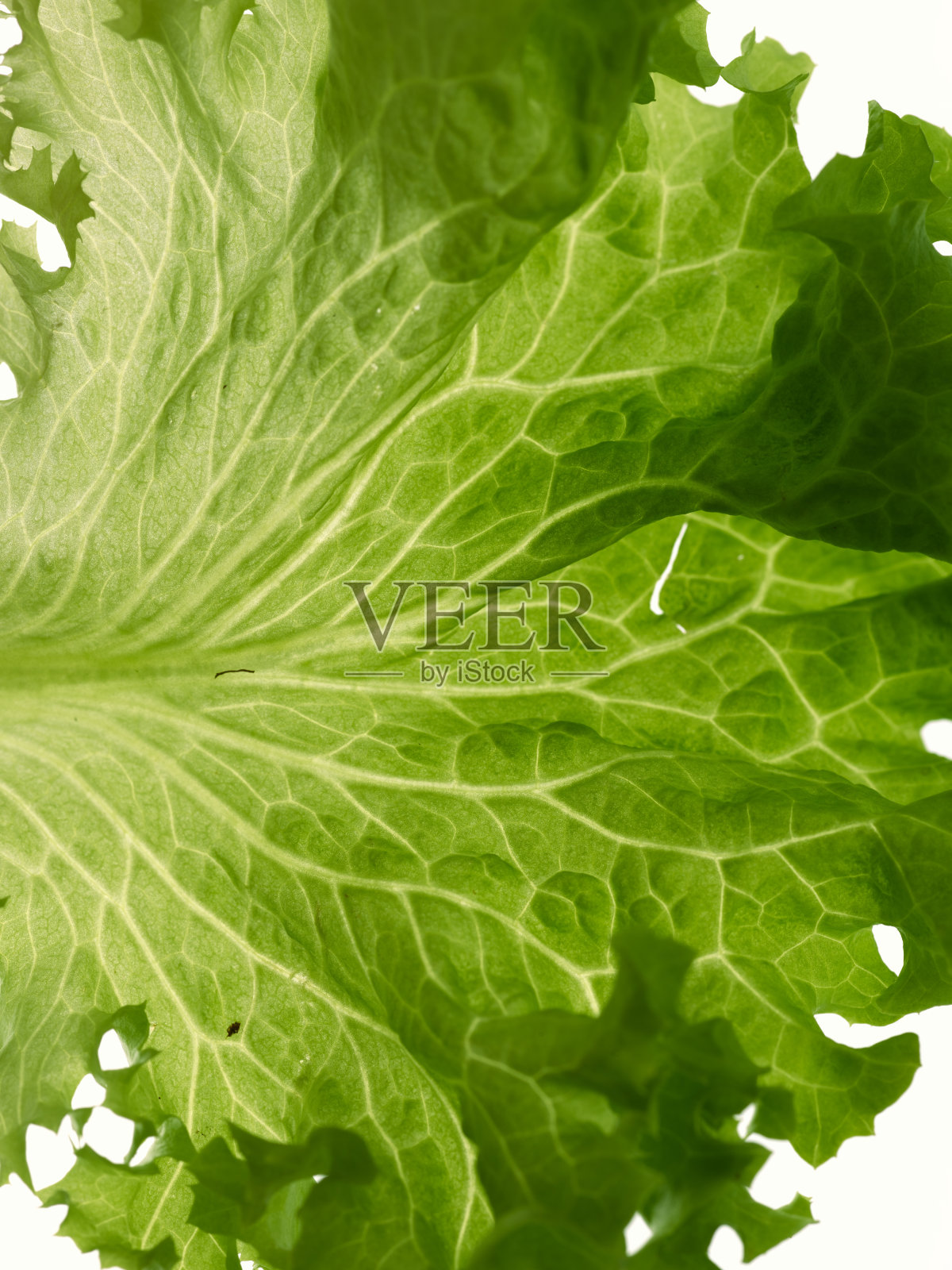 沙拉的绿叶孤立在白色的背景上照片摄影图片