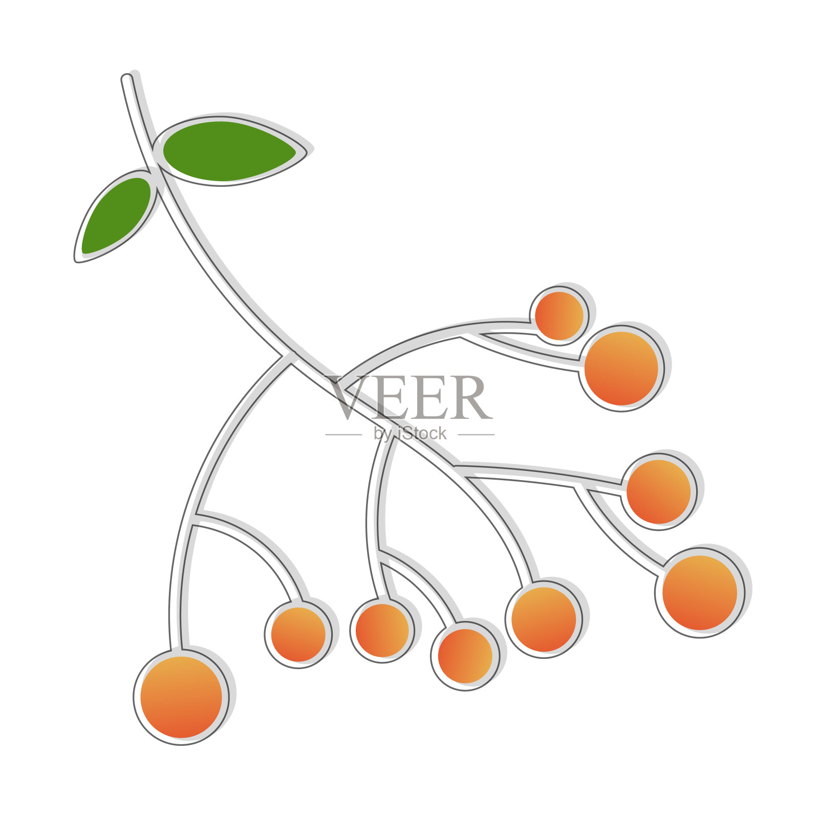 罗文浆果。矢量图插画图片素材