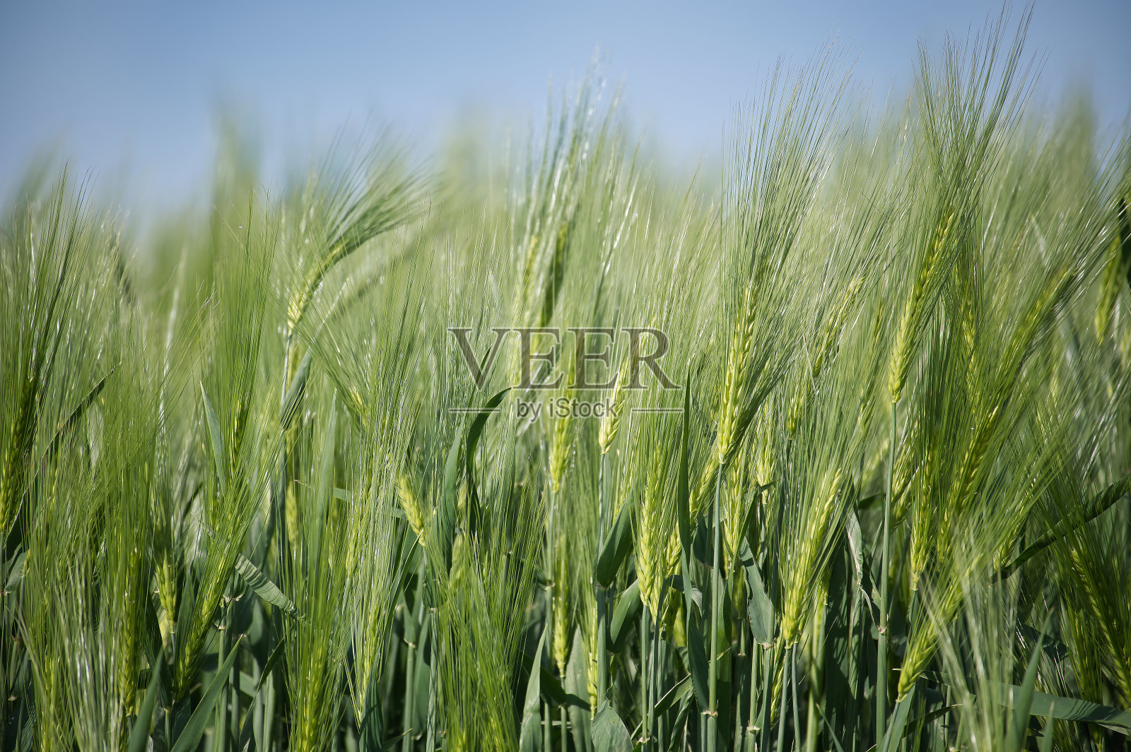 生长季节中期的青稞田照片摄影图片