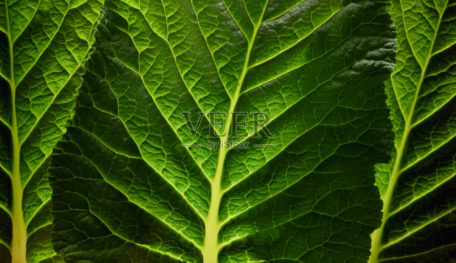 树的绿叶抽象的自然背景照片摄影图片