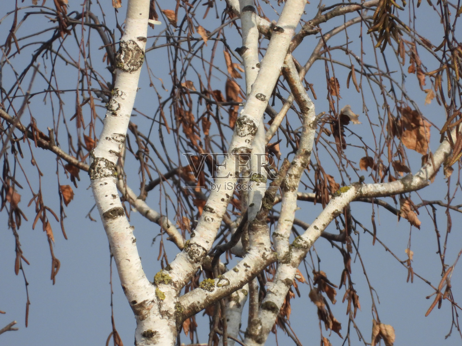 白桦树的树枝在阳光下，蓝天为背景照片摄影图片