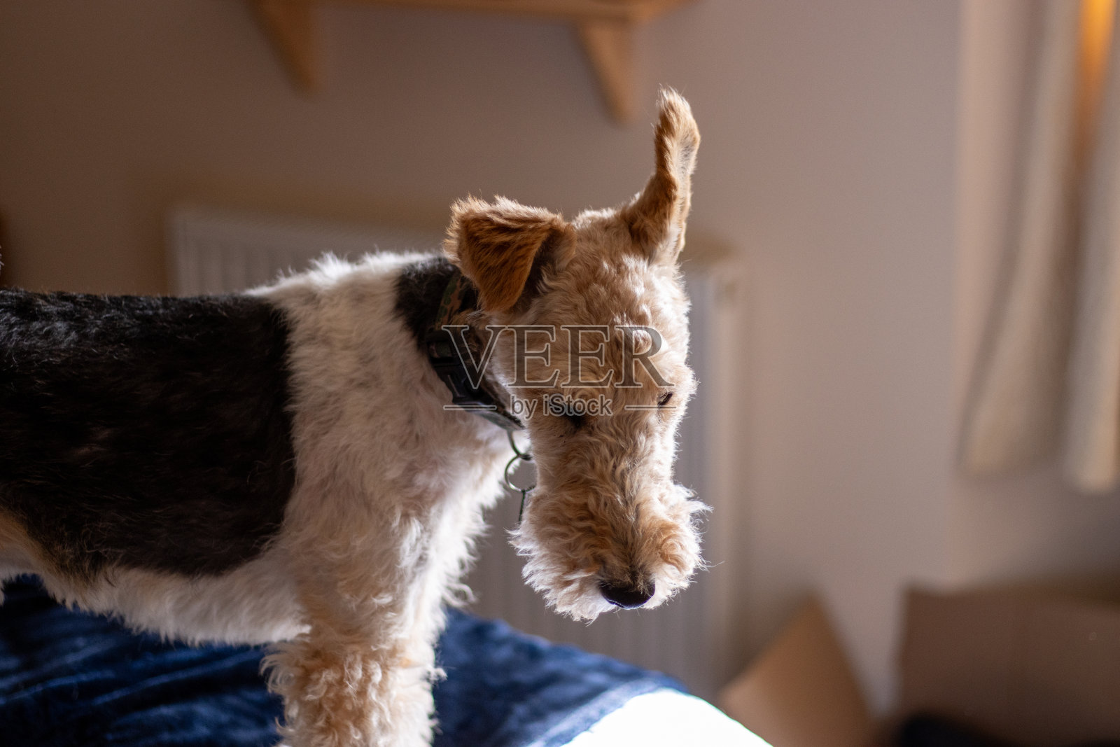非正式的肖像线狐狸梗狗的头和肩膀在一个自然的家庭设置照片摄影图片