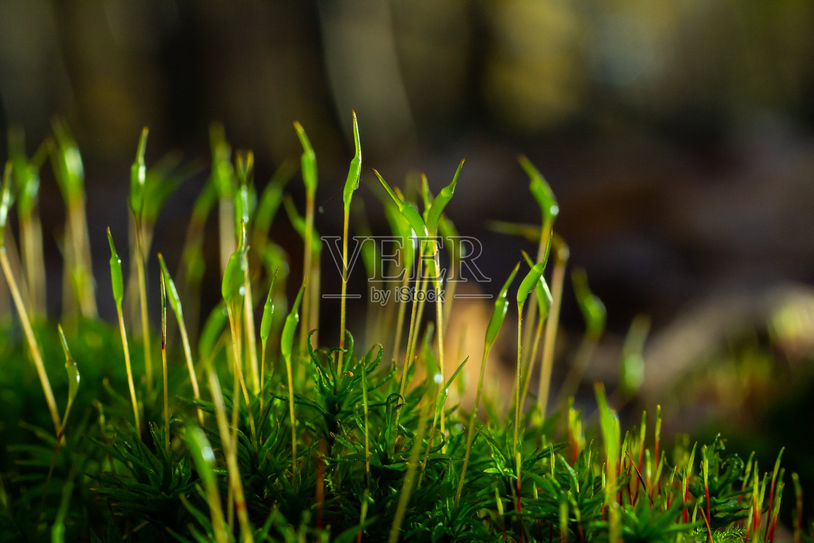 珍贵的晨露水滴覆盖着一株生长在岩石上的紫角角龙，紫色的苔藓，石头上烧焦的地苔，暖色调的特写照片摄影图片
