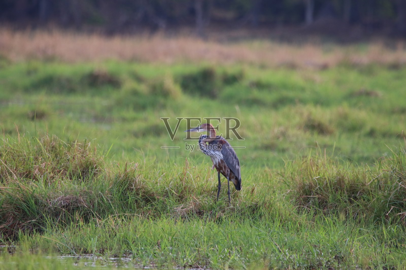 歌利亚苍鹭在乔贝国家公园照片摄影图片