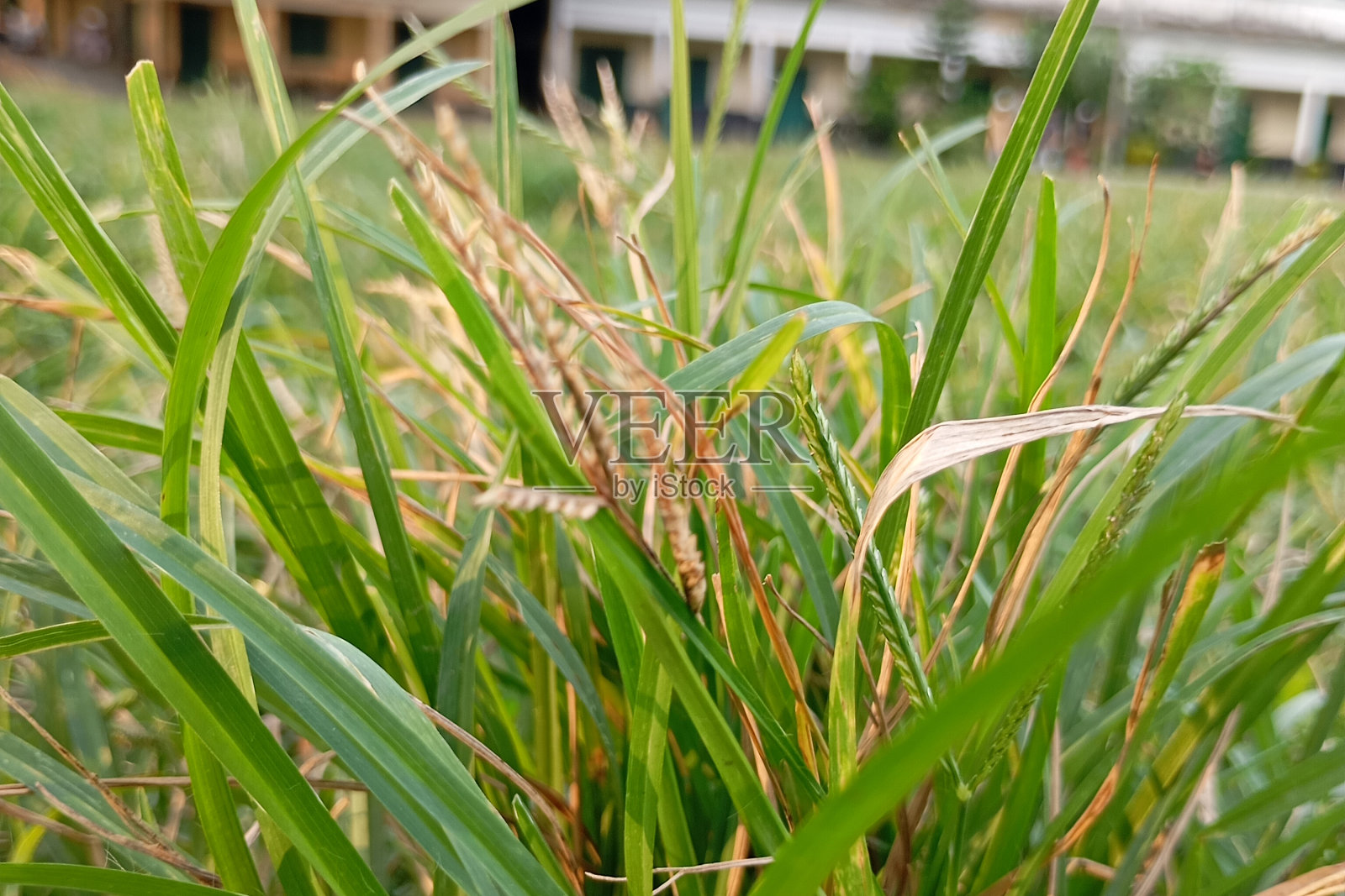 草地照片照片摄影图片