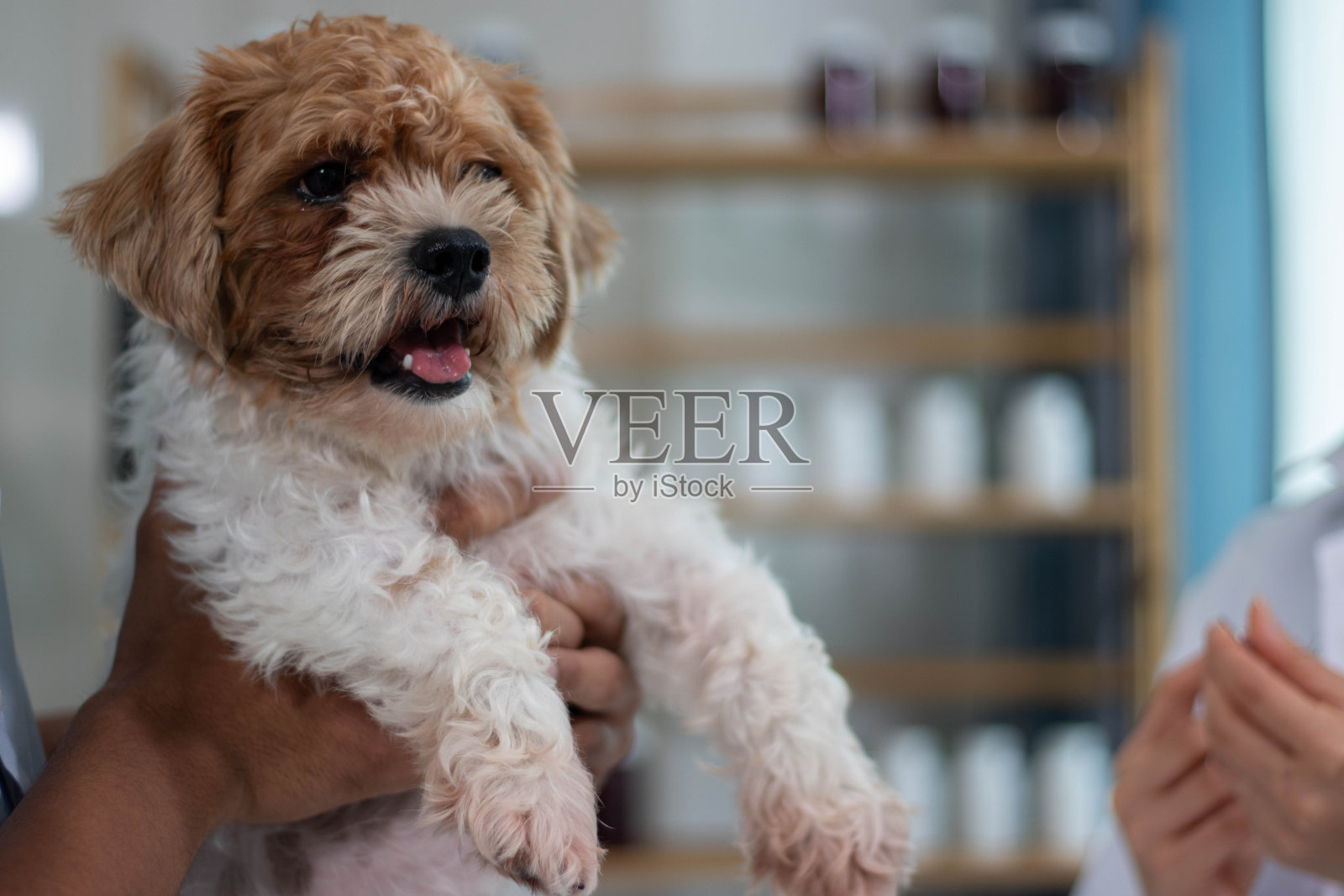 一位美丽的女兽医，在动物医院照顾着一只狗，带着快乐的微笑。照片摄影图片