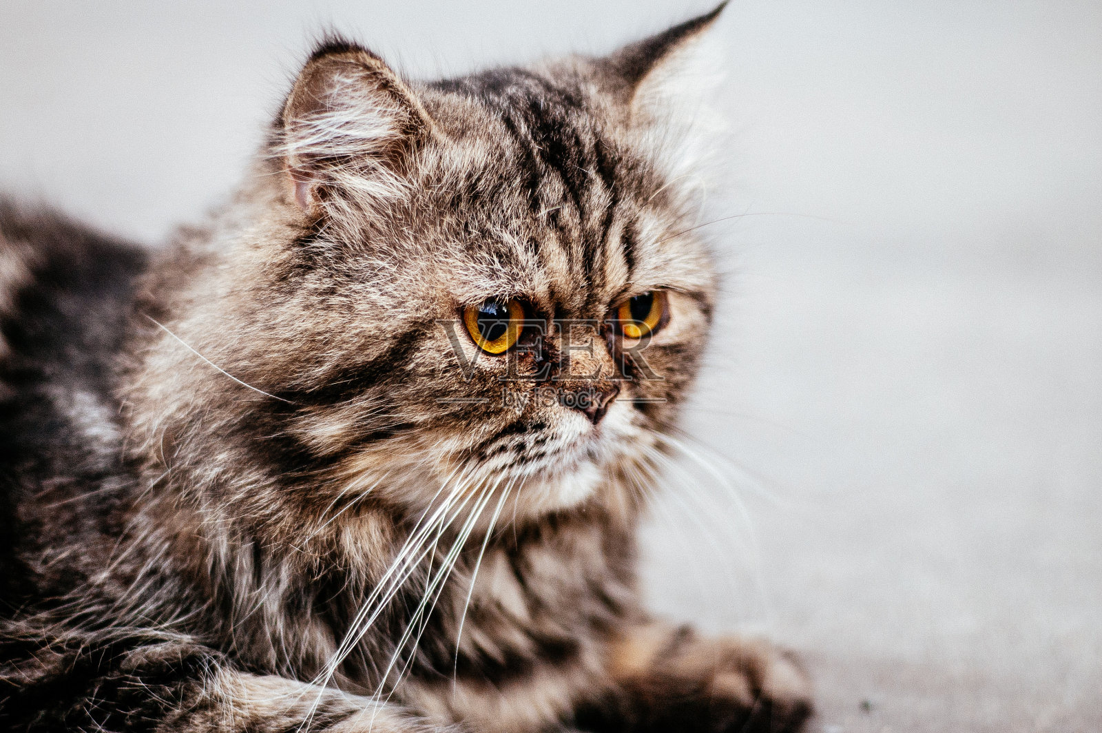 虎斑波斯猫照片摄影图片