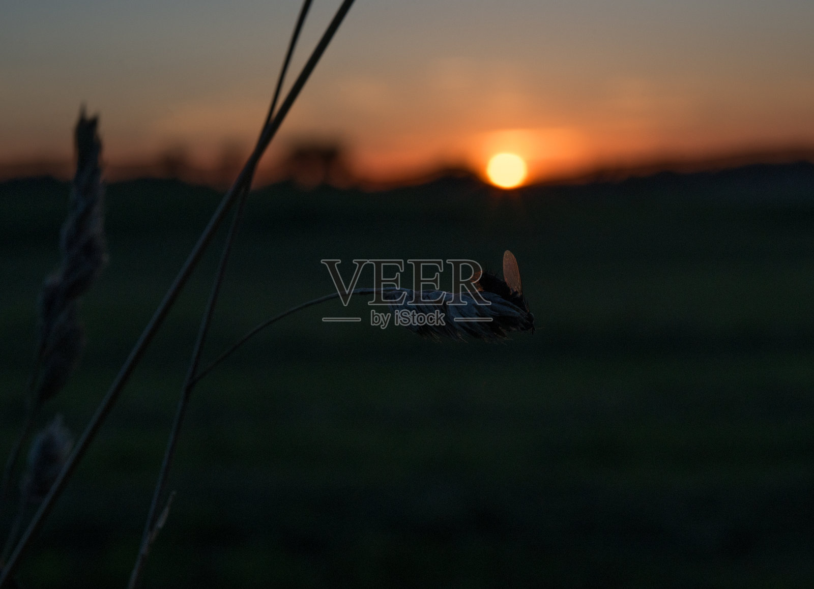 2024年8月，自然-瑞典南部照片摄影图片